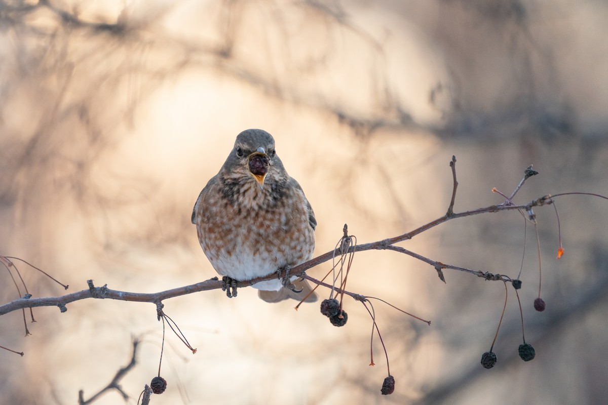 Naumann's Thrush - ML407186551