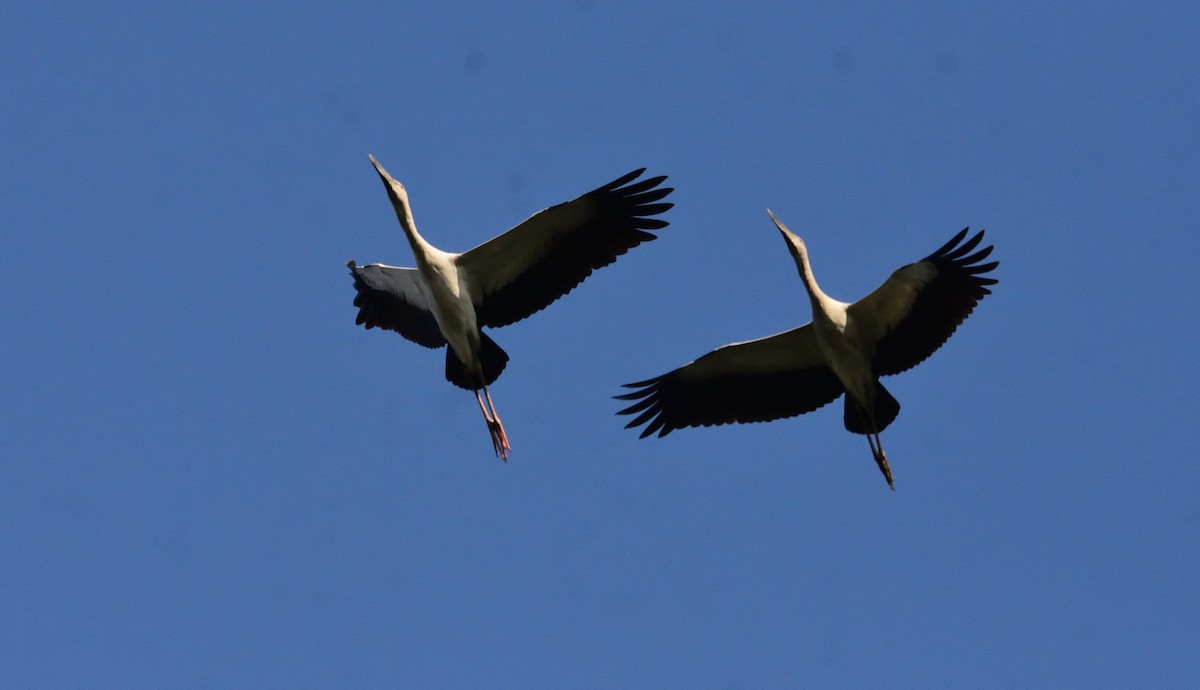 Asian Openbill - Murali Moorthy