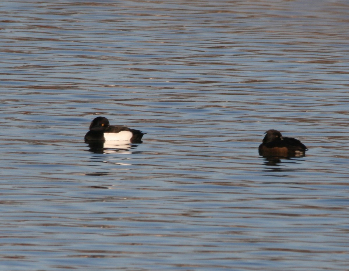 Tufted Duck - Elan Federico Zucchetti