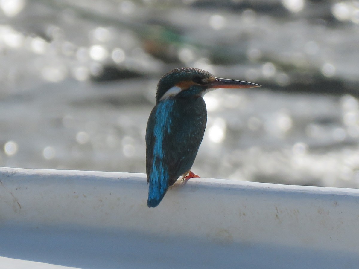 Common Kingfisher - Mitra Daneshvar