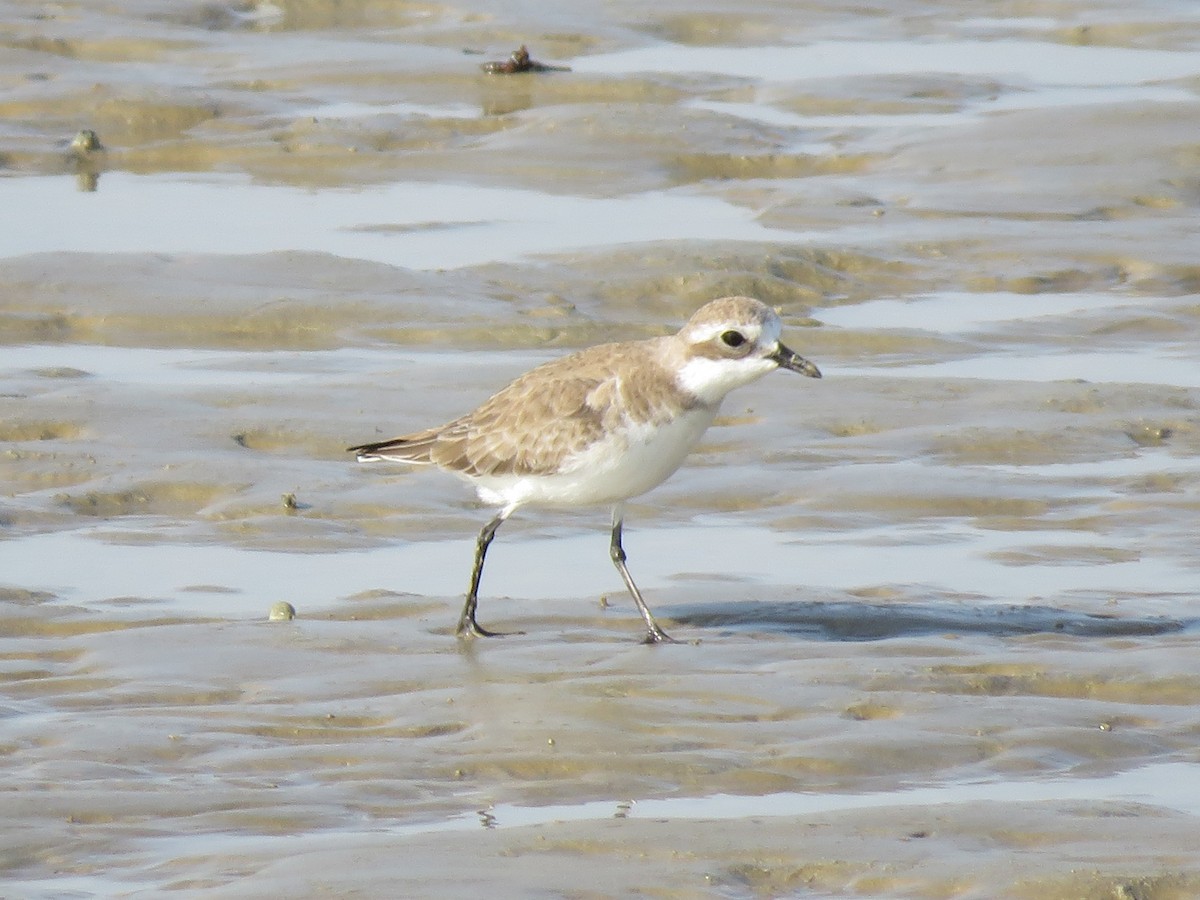 Tibetan Sand-Plover - Mitra Daneshvar