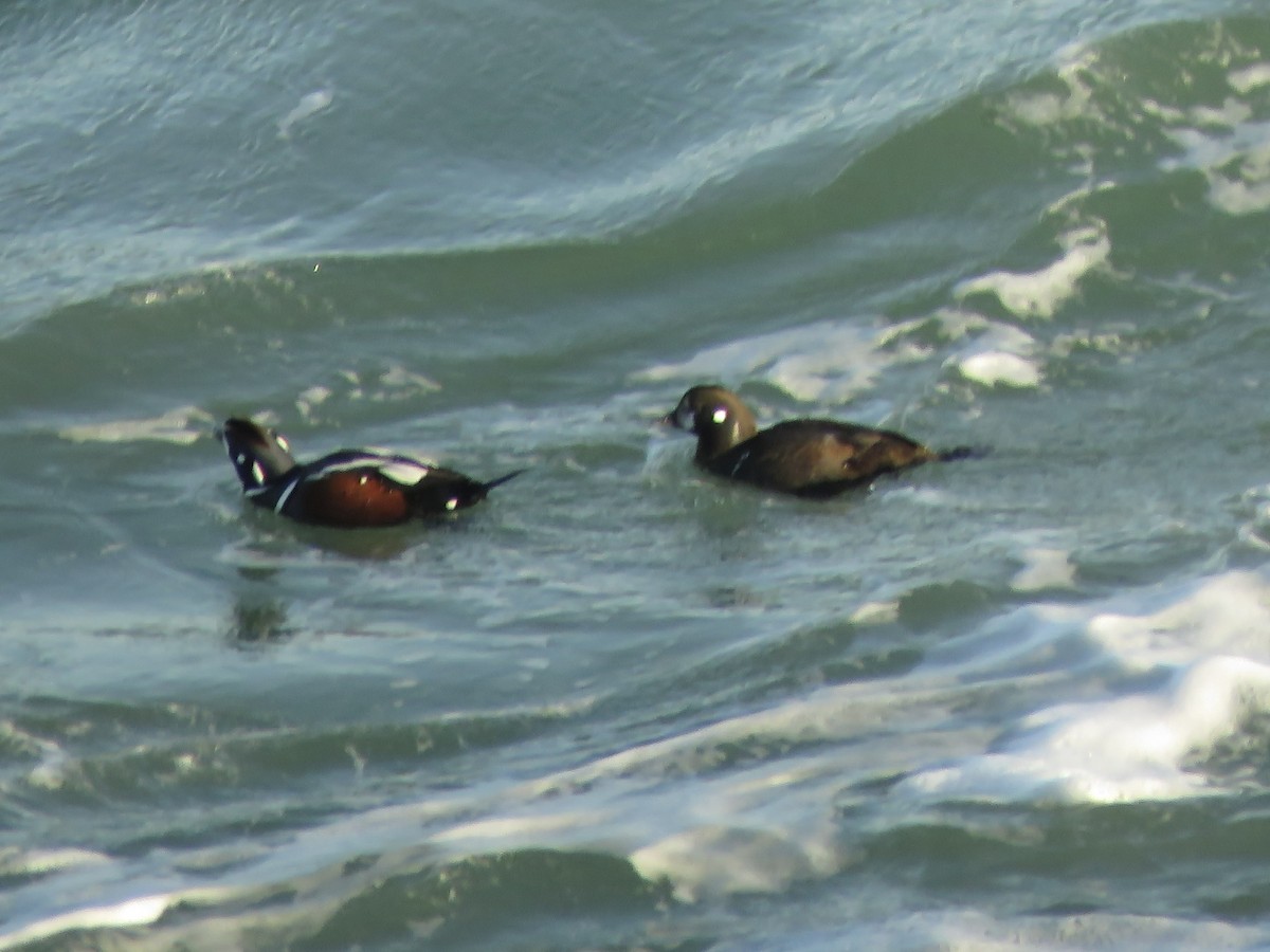 Harlequin Duck - ML407187861