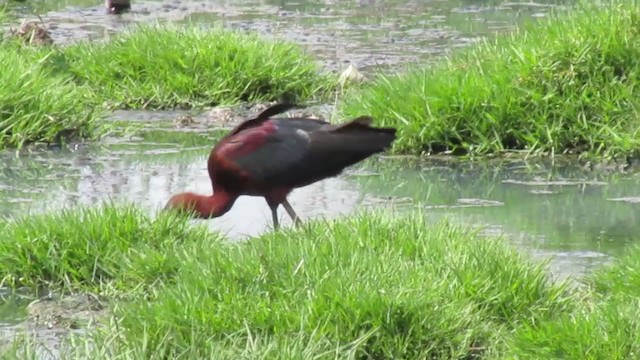 Glossy Ibis - ML407188011