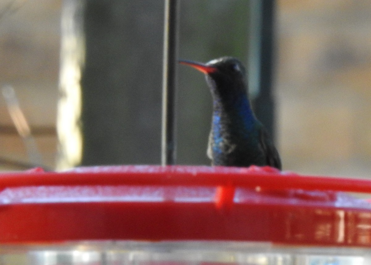 Broad-billed Hummingbird - ML407188221