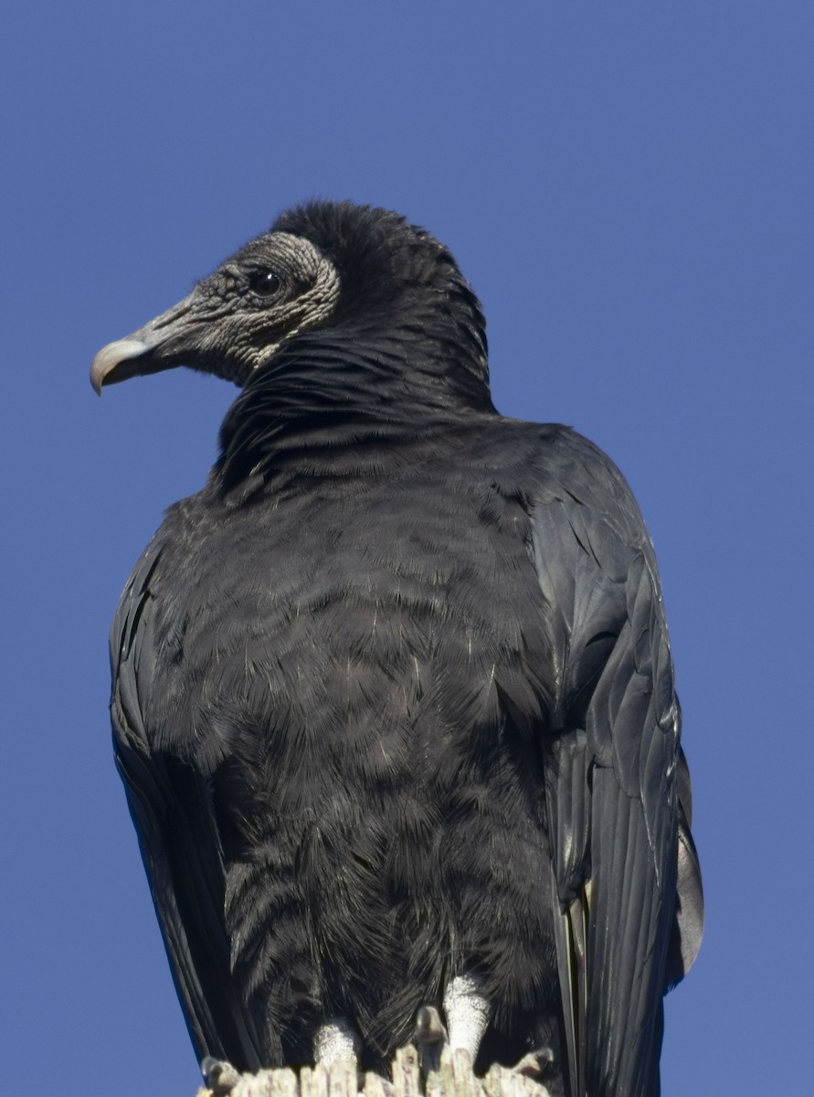 Black Vulture - Jeremy Santos