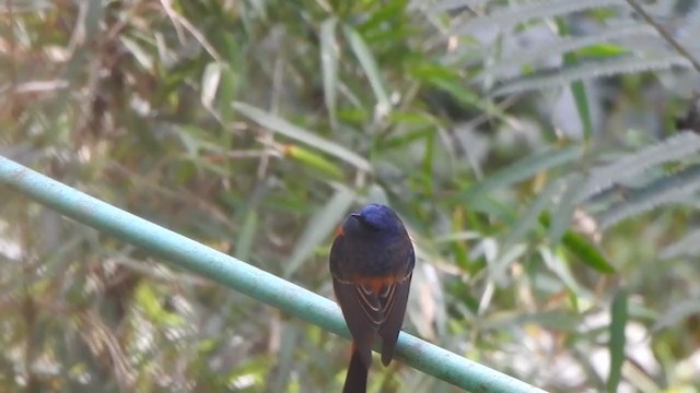 Blue-fronted Redstart - ML407193051