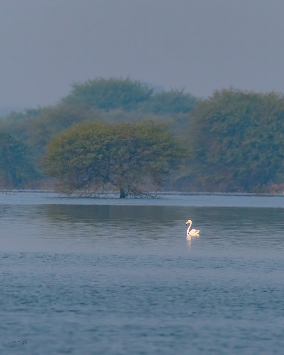 Greater Flamingo - ML407193081