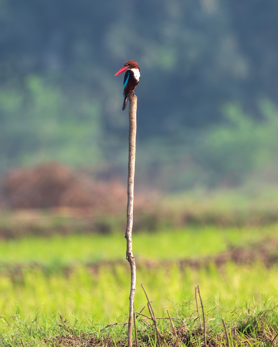 White-throated Kingfisher - ML407193511