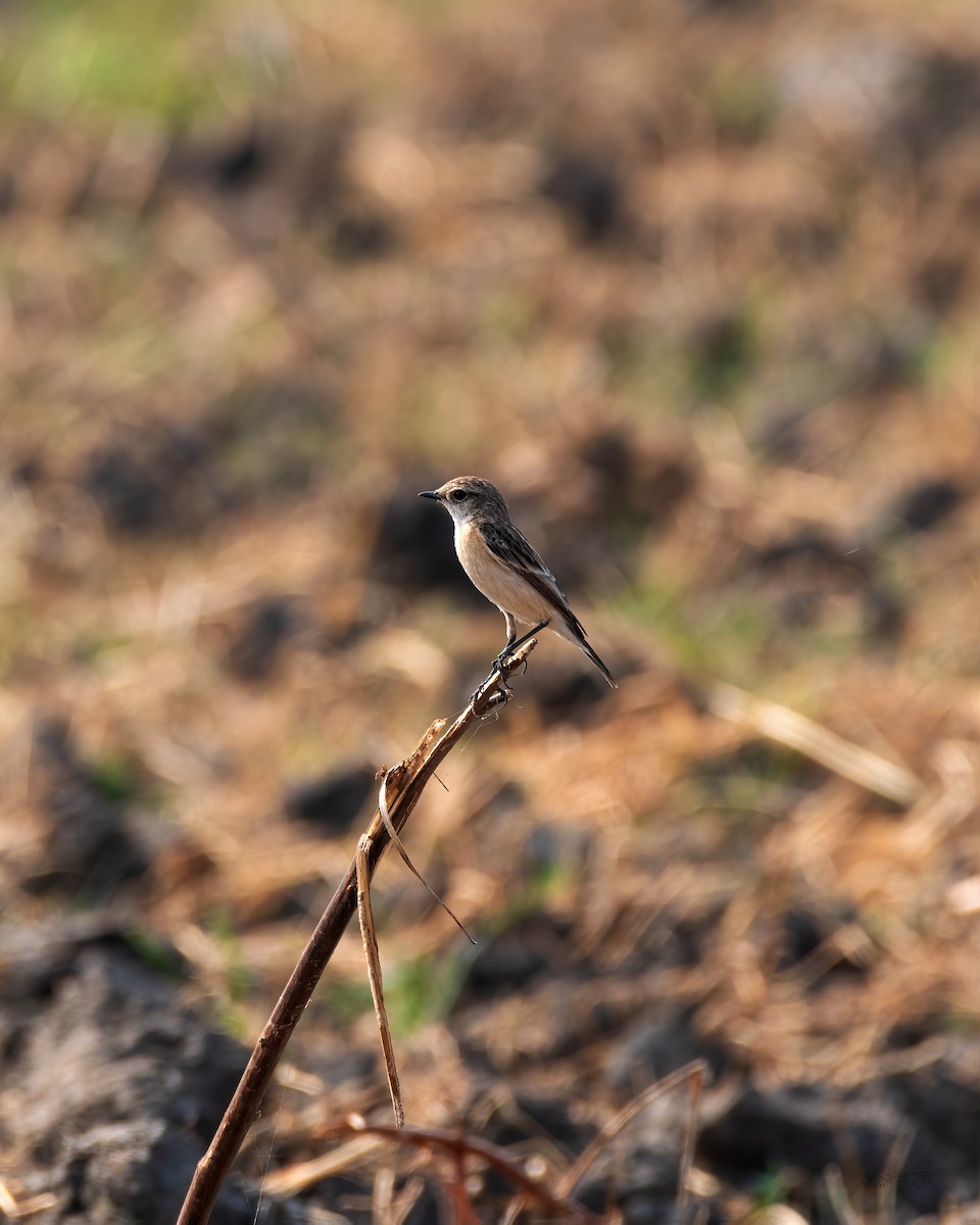 Siberian Stonechat - ML407193521