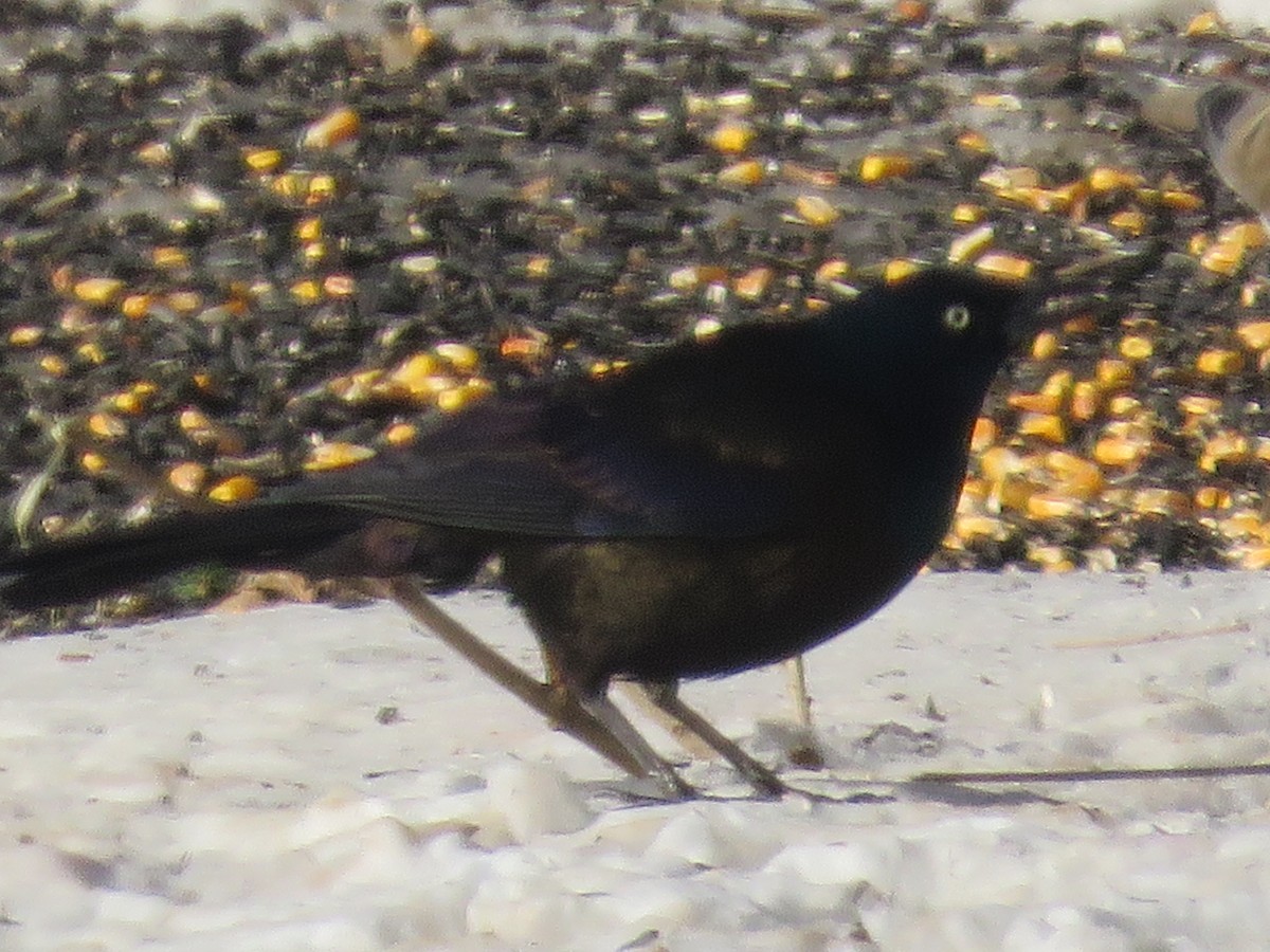 Common Grackle (Bronzed) - Jonathan  Pierce