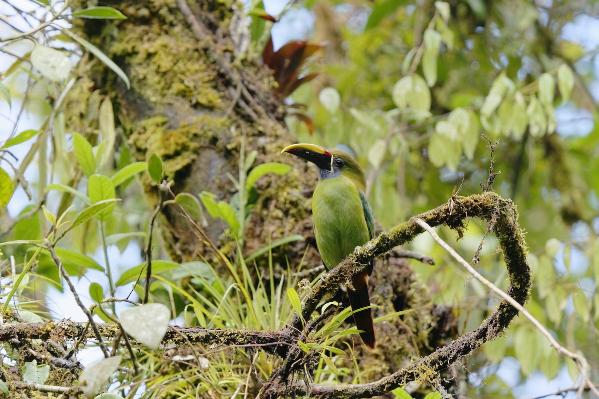 Northern Emerald-Toucanet - ML407194091