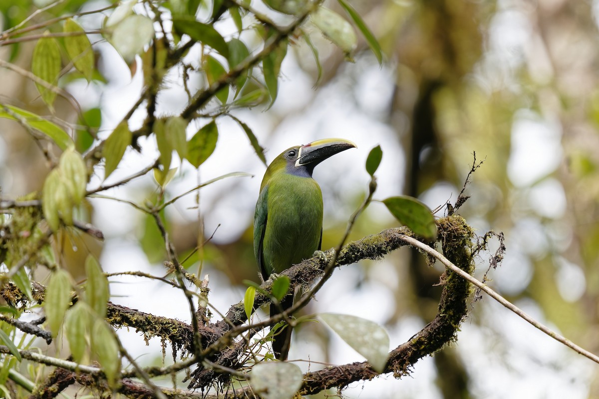 Toucanet émeraude - ML407194491