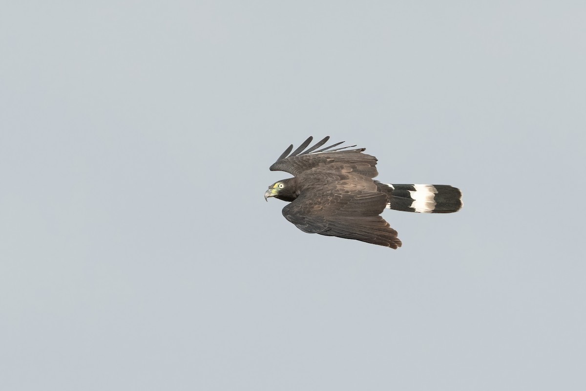 Hook-billed Kite - ML407194791