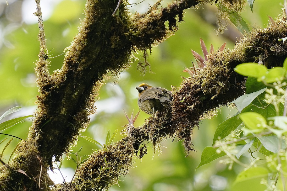 Prong-billed Barbet - ML407196241