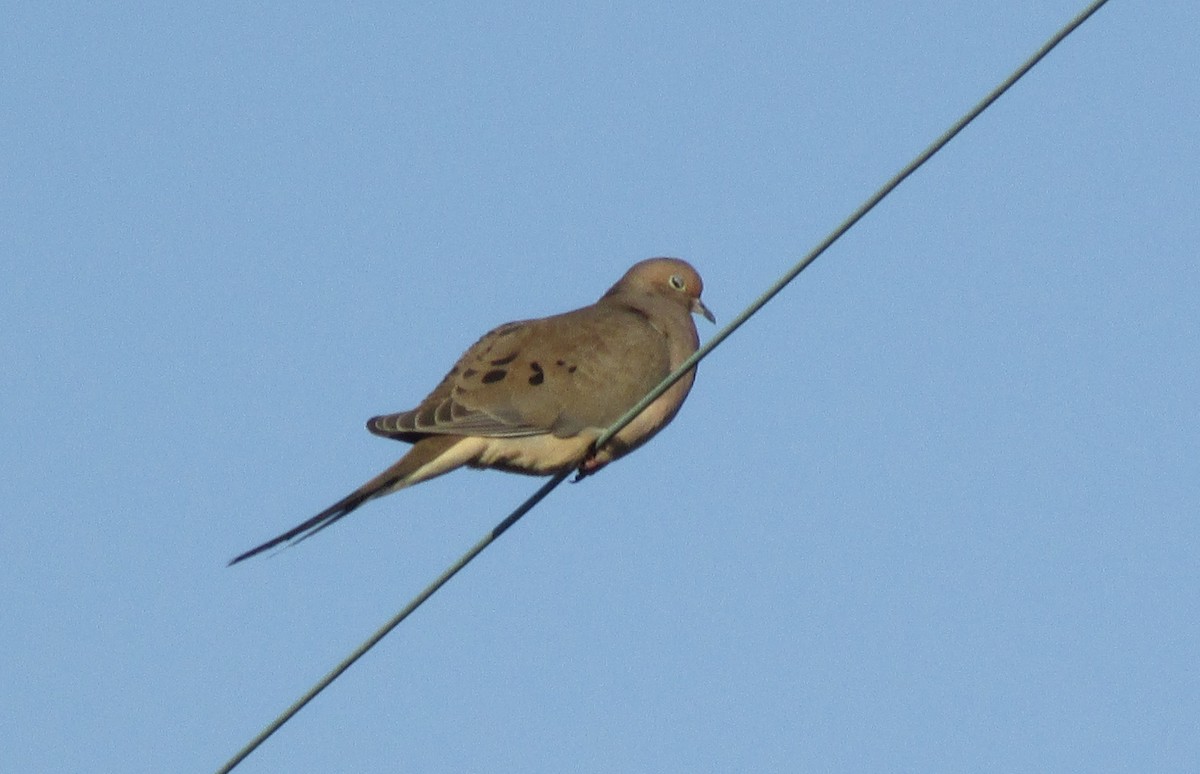 Mourning Dove - ML407196611