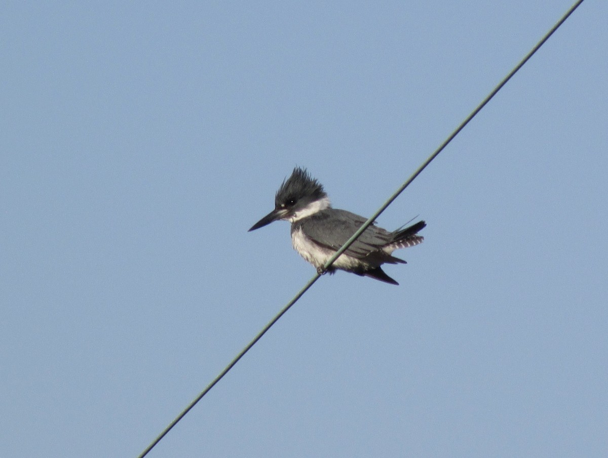 Belted Kingfisher - ML407196751