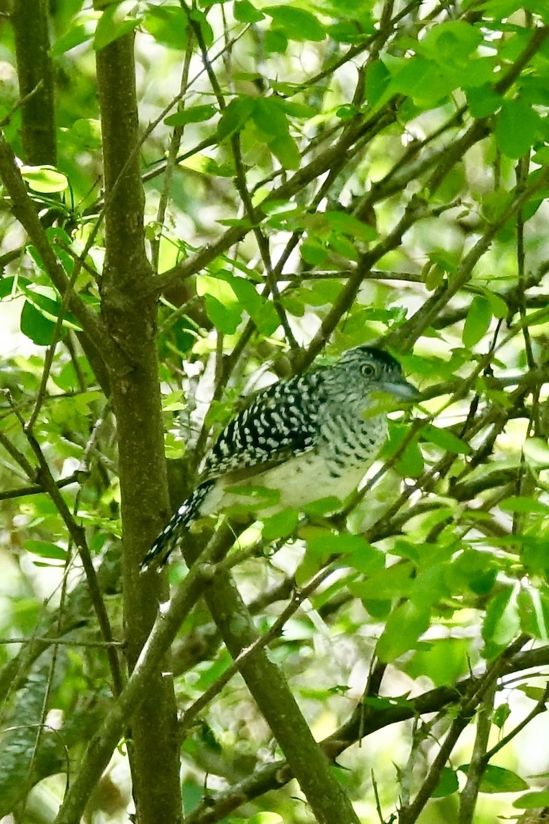 Barred Antshrike - ML407196811