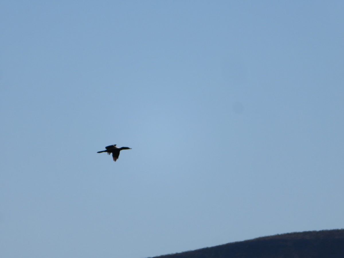 Double-crested Cormorant - Deena Mickelson