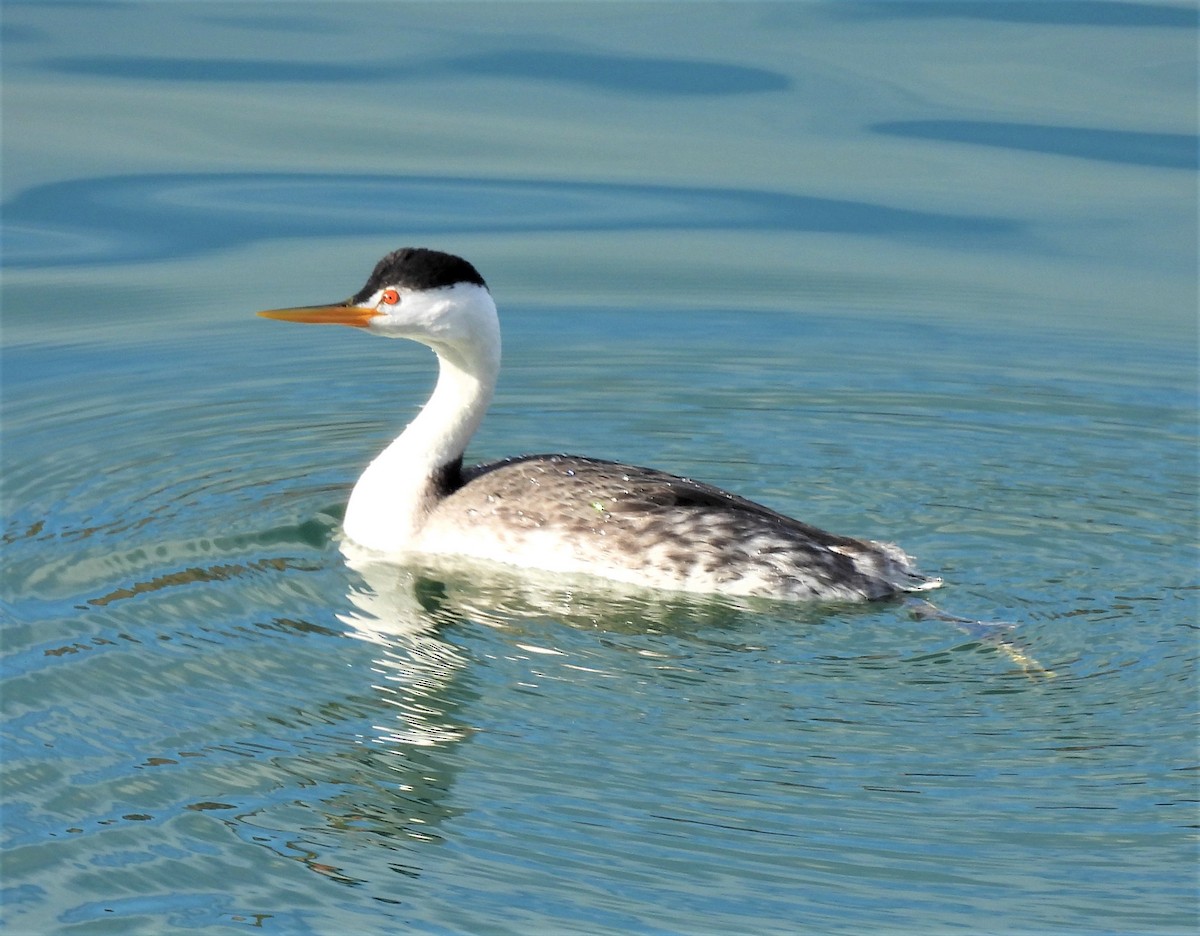 Clark's Grebe - ML407198931