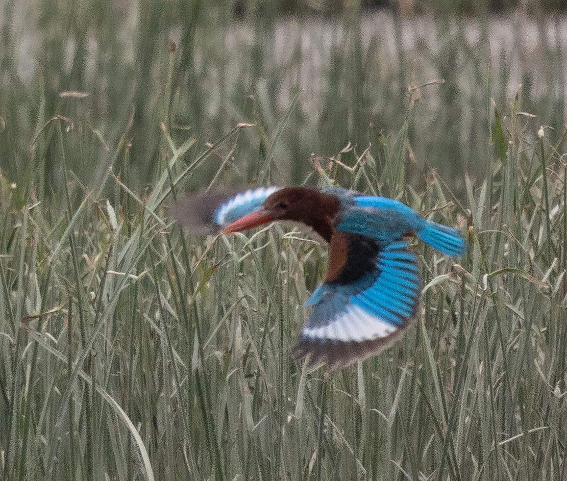 White-throated Kingfisher - ML407198971