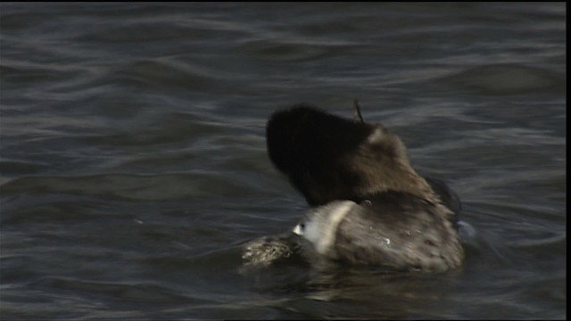 Ring-necked Duck - ML407199