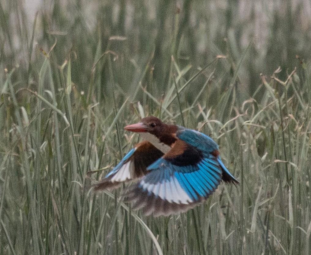 White-throated Kingfisher - ML407199011