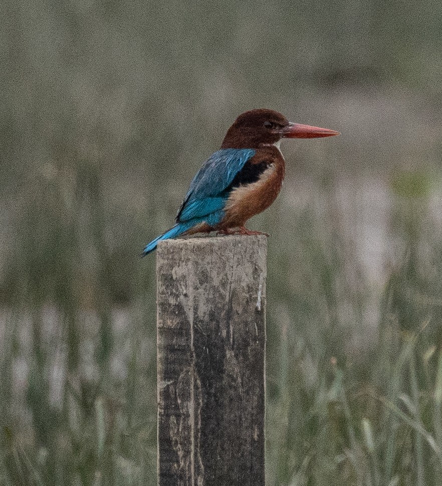 White-throated Kingfisher - ML407199291