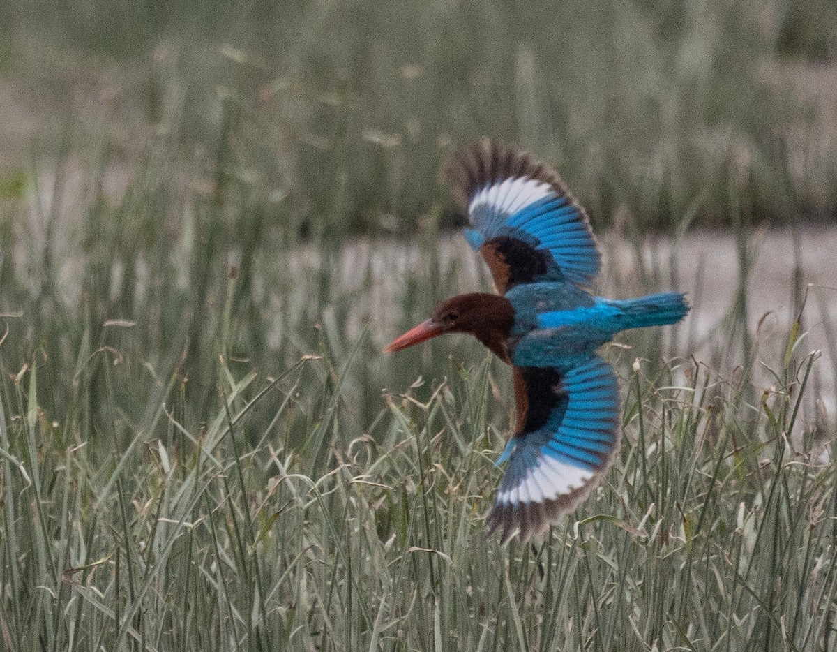 White-throated Kingfisher - ML407199321