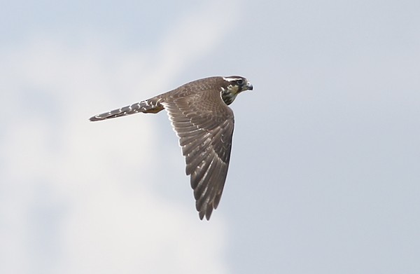 Aplomado Falcon - Ted Keyel