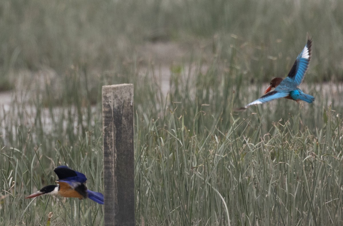 White-throated Kingfisher - ML407199421