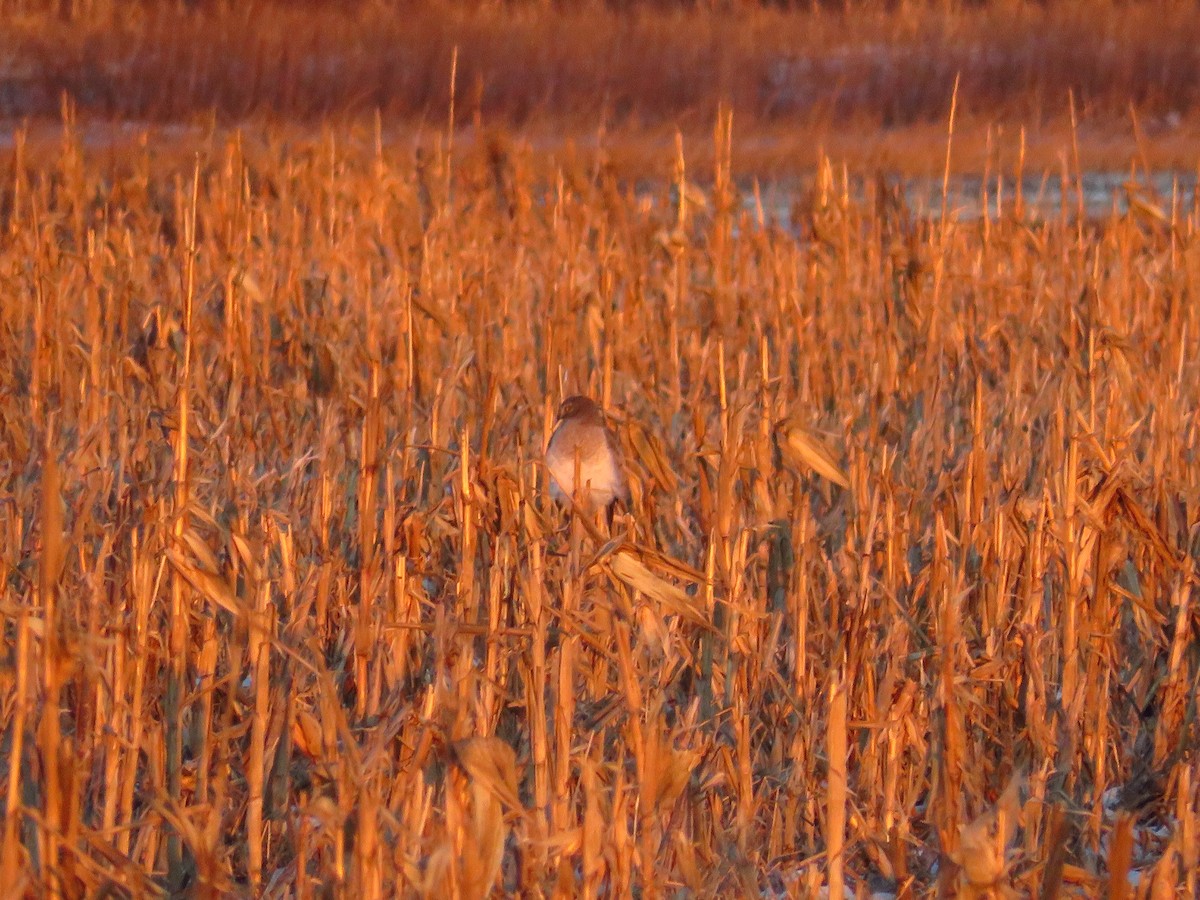 Northern Harrier - ML407201371