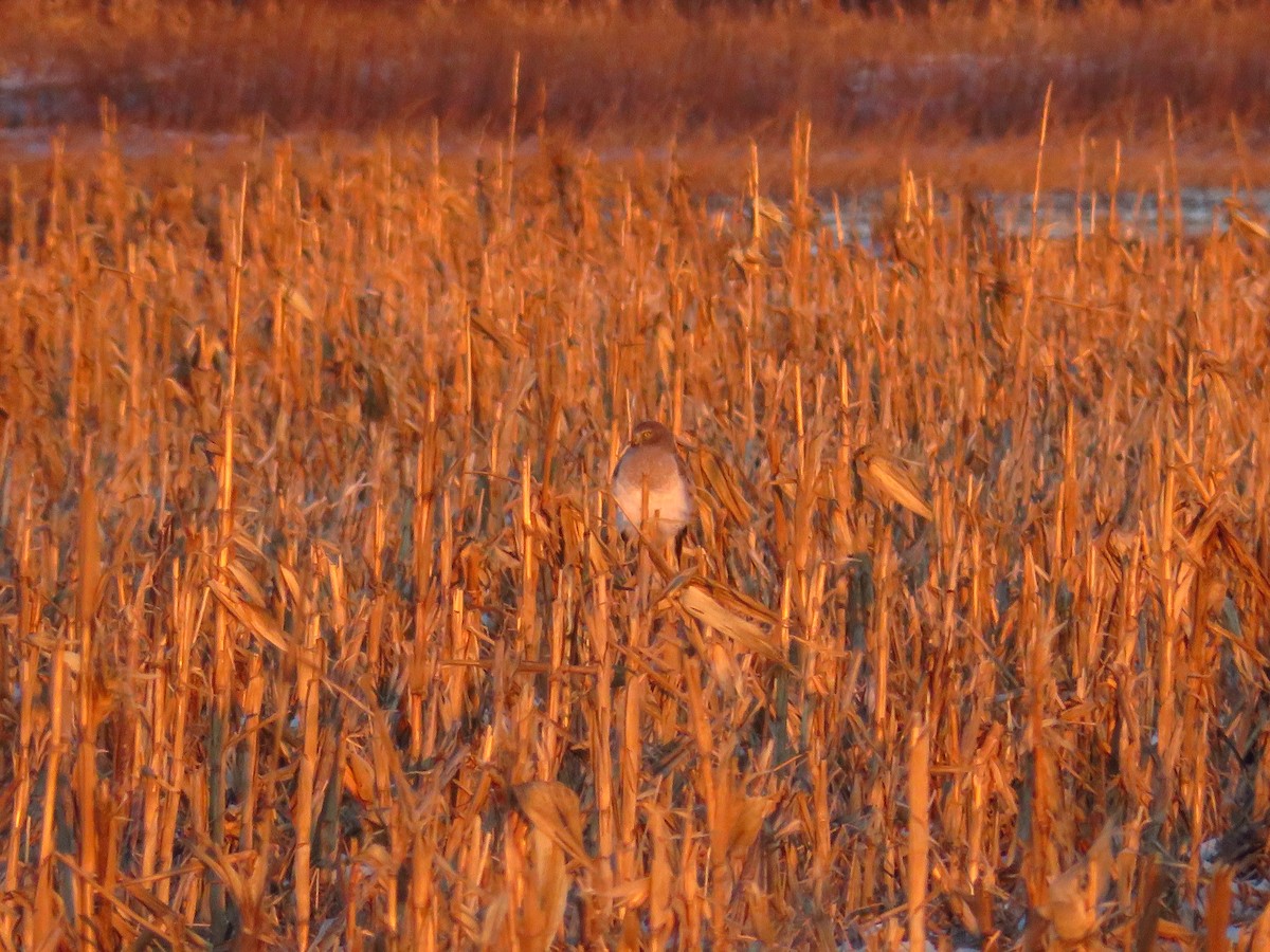 Northern Harrier - ML407201381