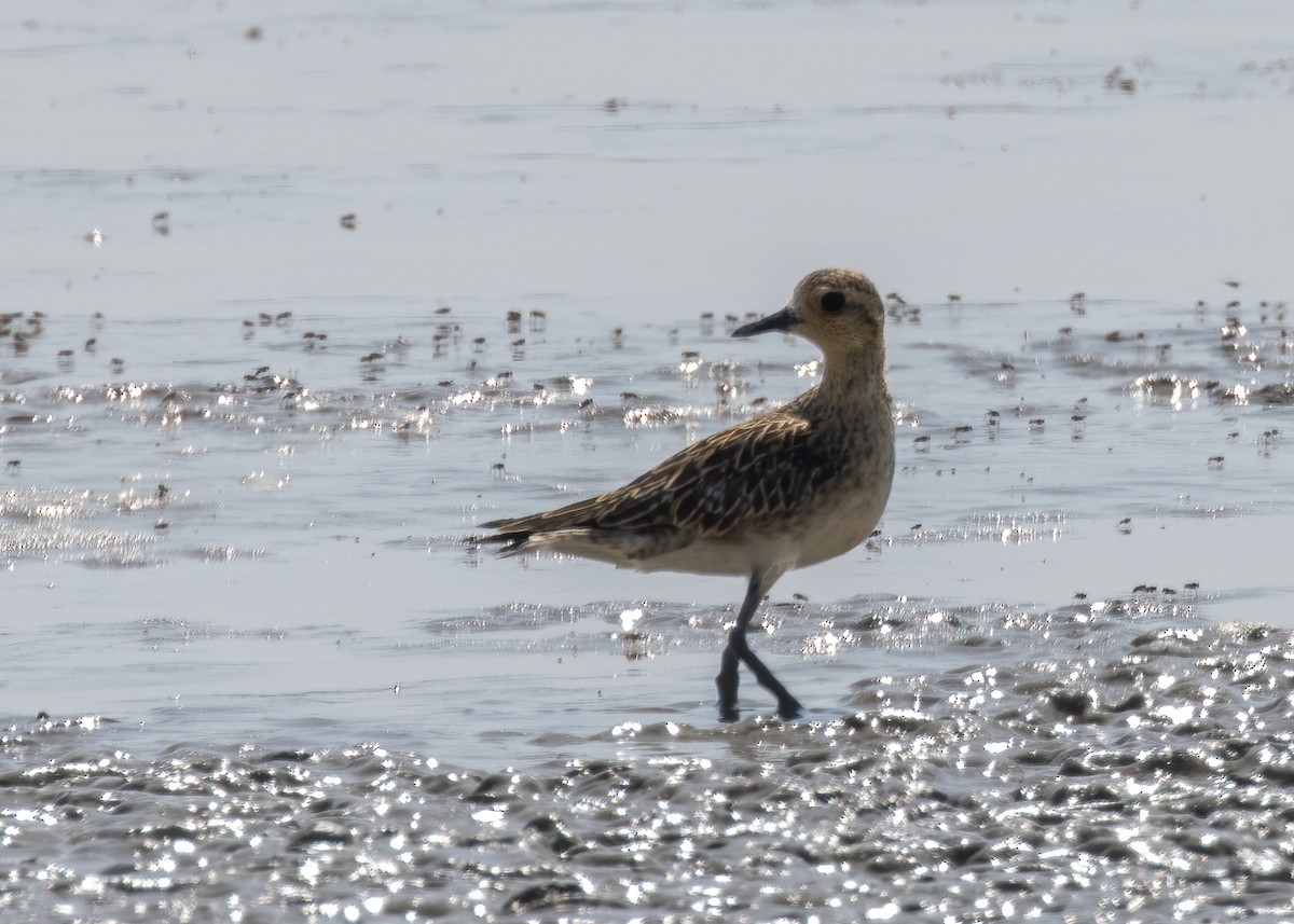 Chorlito Dorado Siberiano - ML407201511