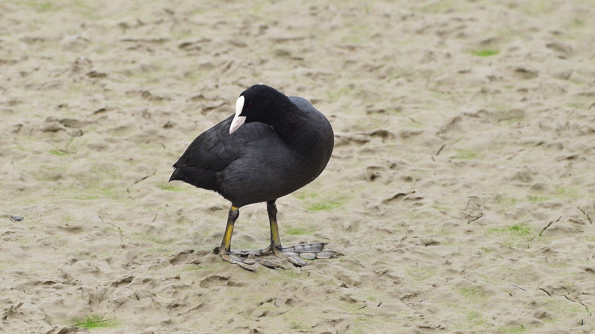 Eurasian Coot - ML407201611