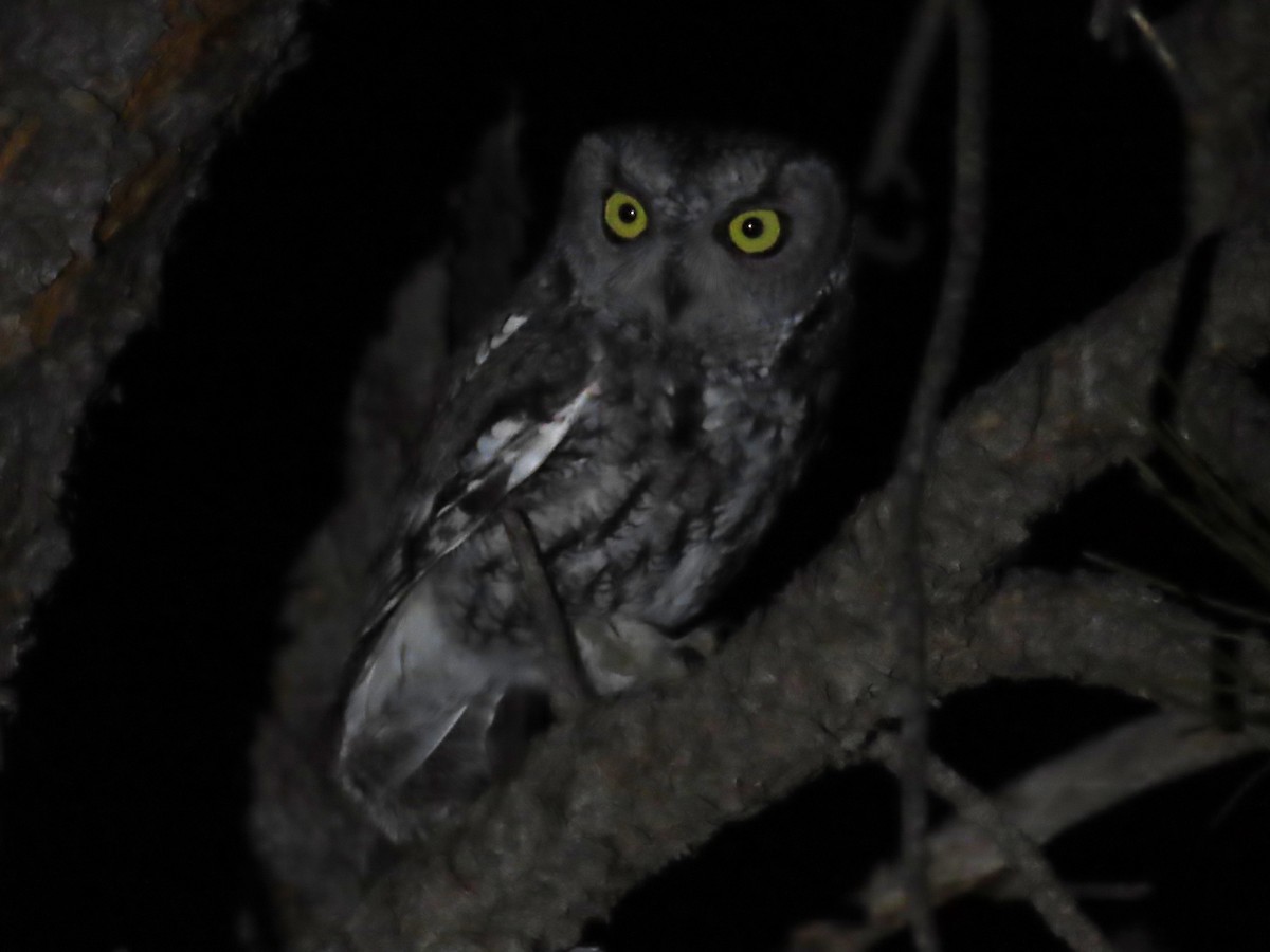 Western Screech-Owl - ML407201631