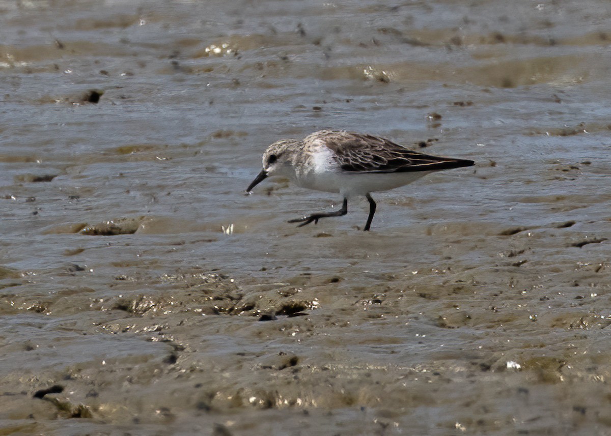 Red-necked Stint - ML407201681