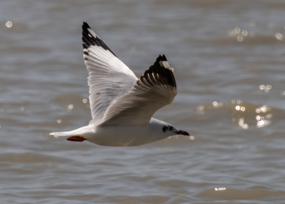 Brown-headed Gull - ML407201761