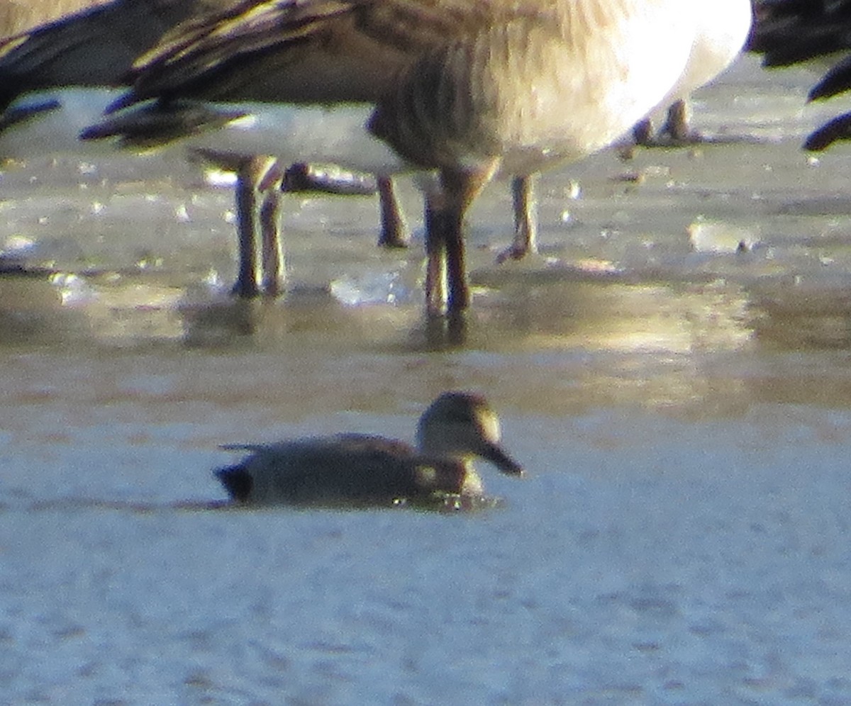 Gadwall - Dale Anderson