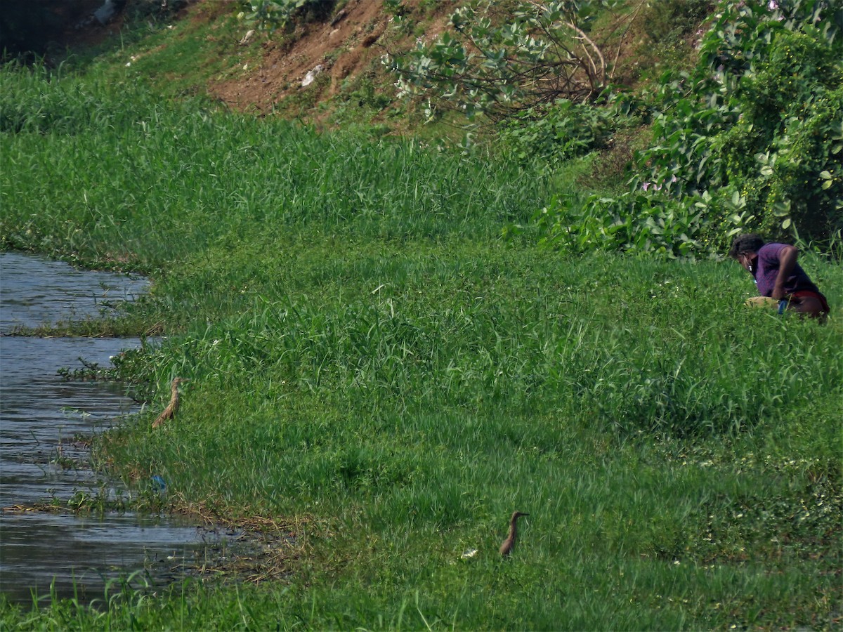 Indian Pond-Heron - ML407205551
