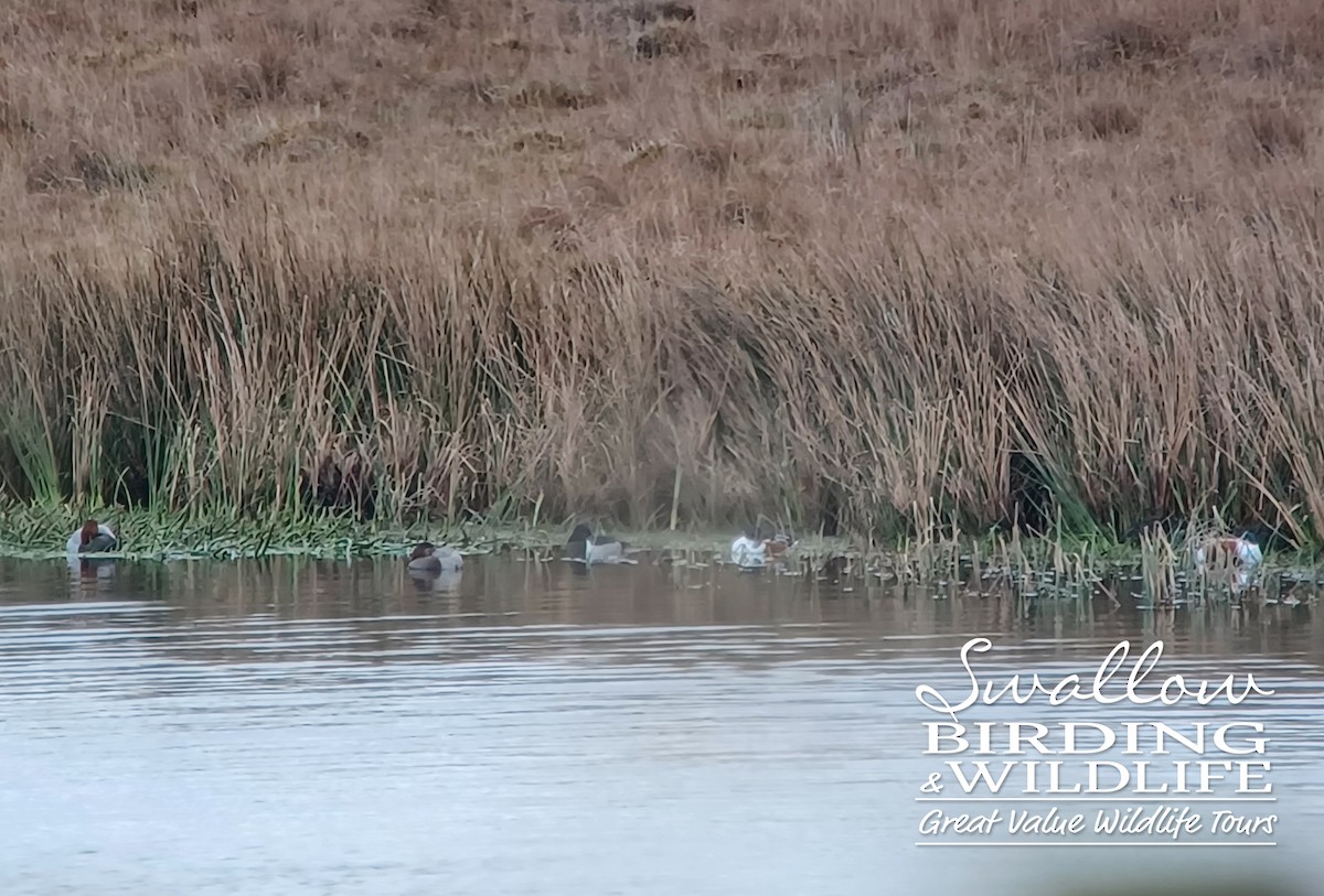 Ring-necked Duck - ML407205641