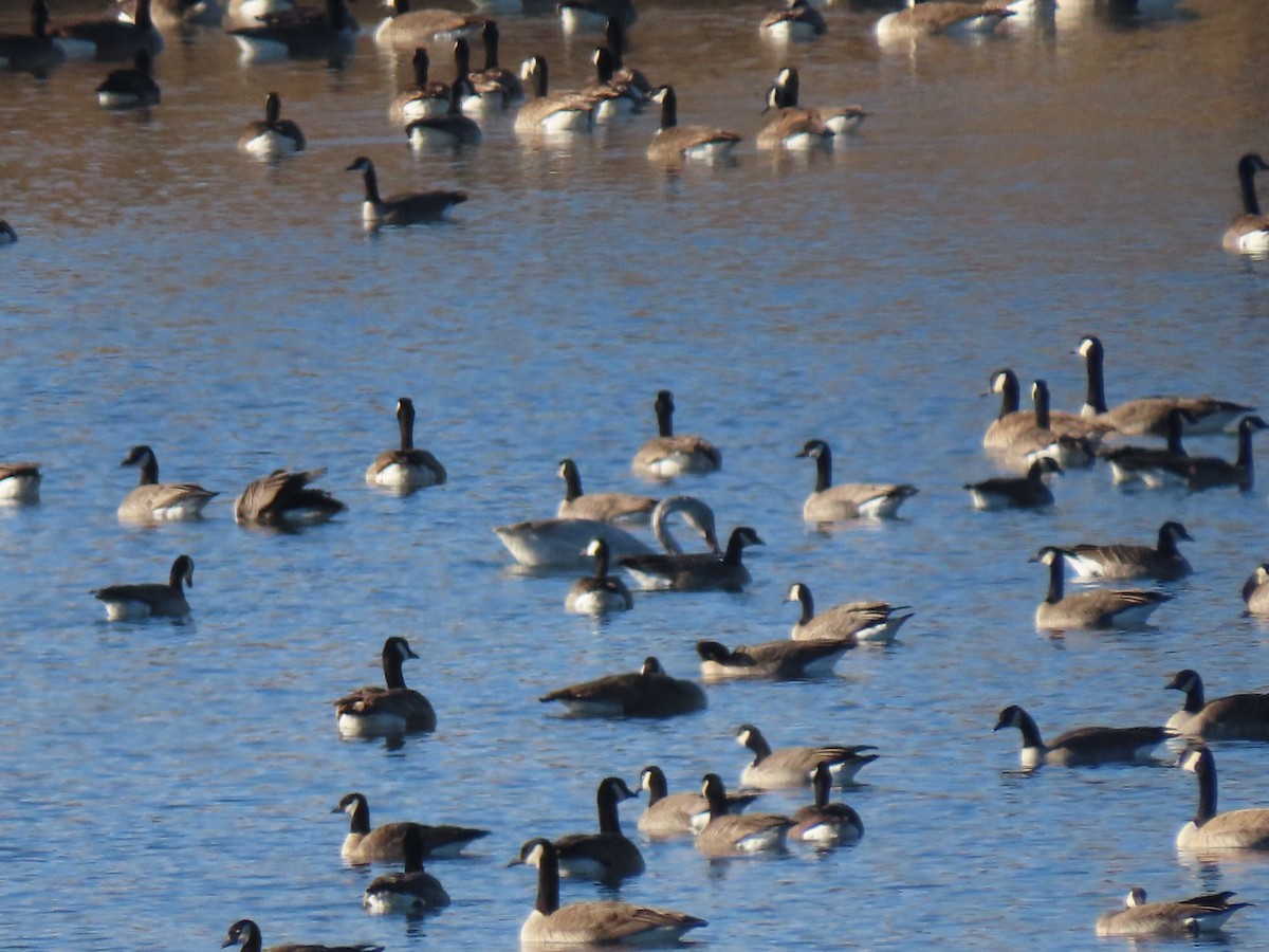 Tundra Swan - Doug Kibbe