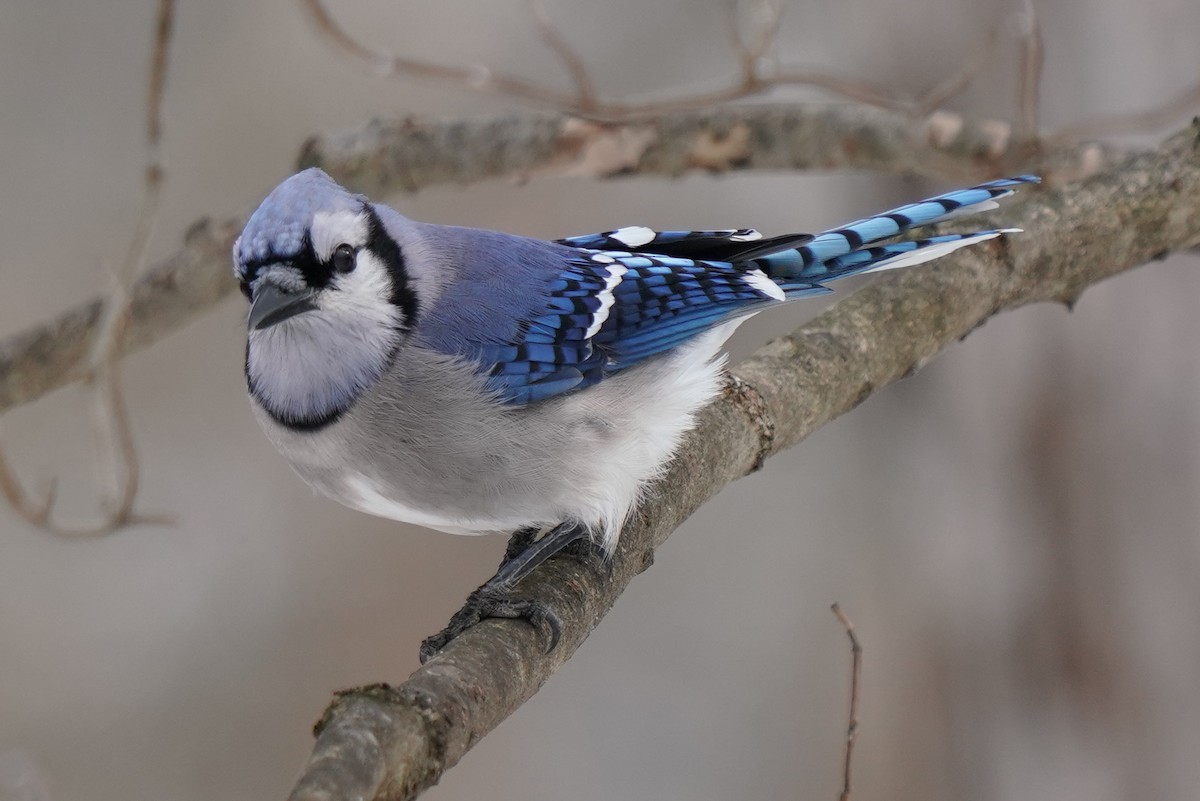 Blue Jay - Jeanie McCoy