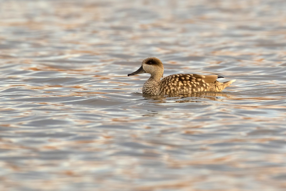 Marbled Duck - ML407207931