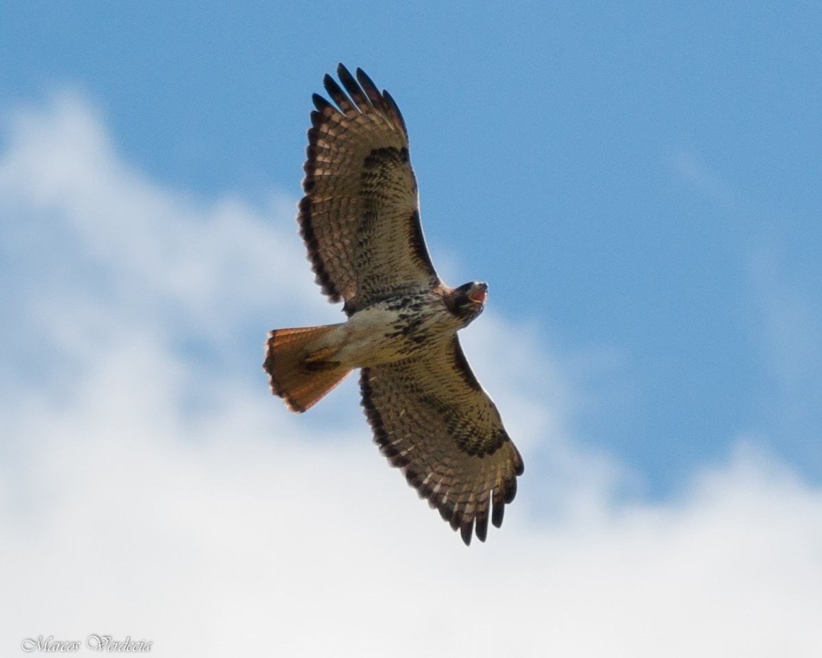 Red-tailed Hawk - Marcos Verdecia Días