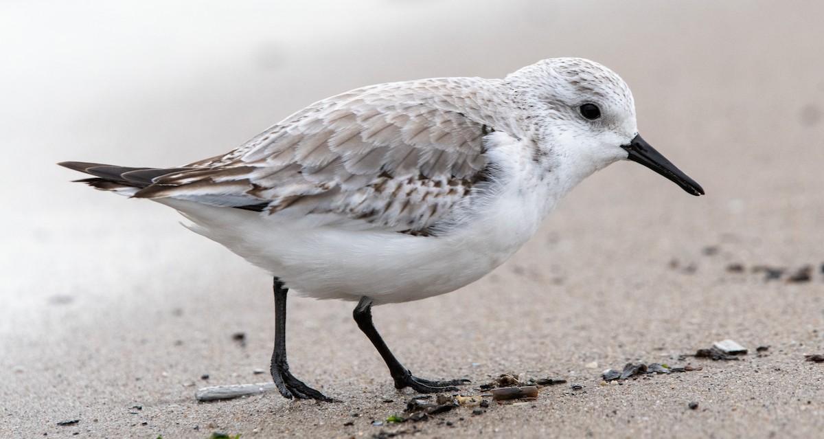 Sanderling - Caleb Crain