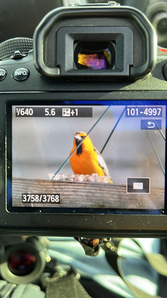 Bullock's Oriole - ML407210081