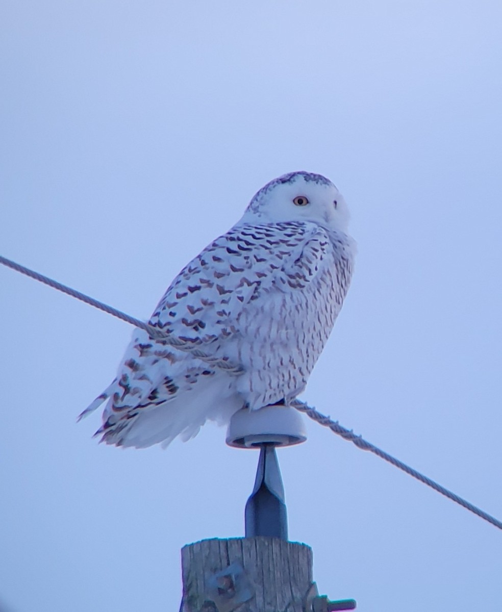 Snowy Owl - David Schrab