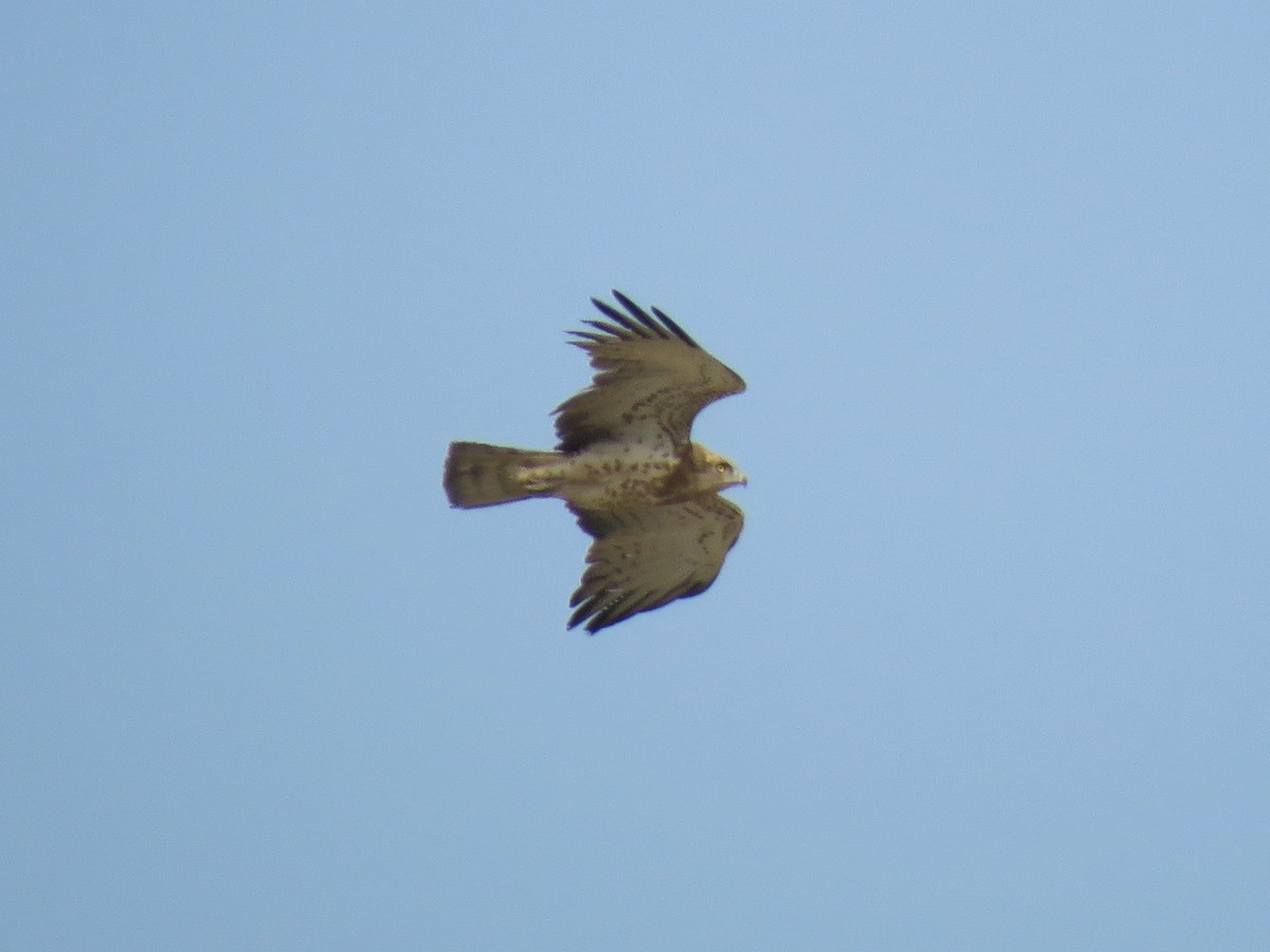 Short-toed Snake-Eagle - ML407212831