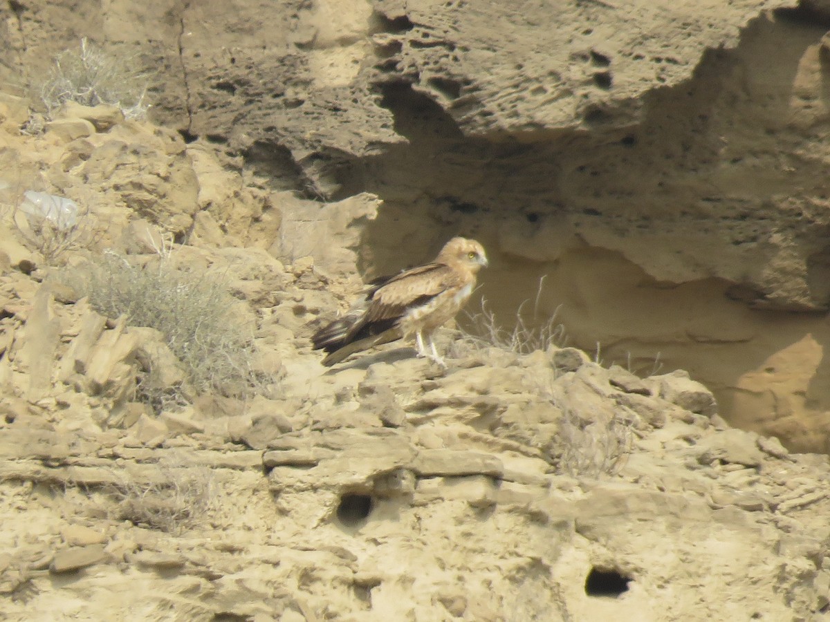 Short-toed Snake-Eagle - ML407212891