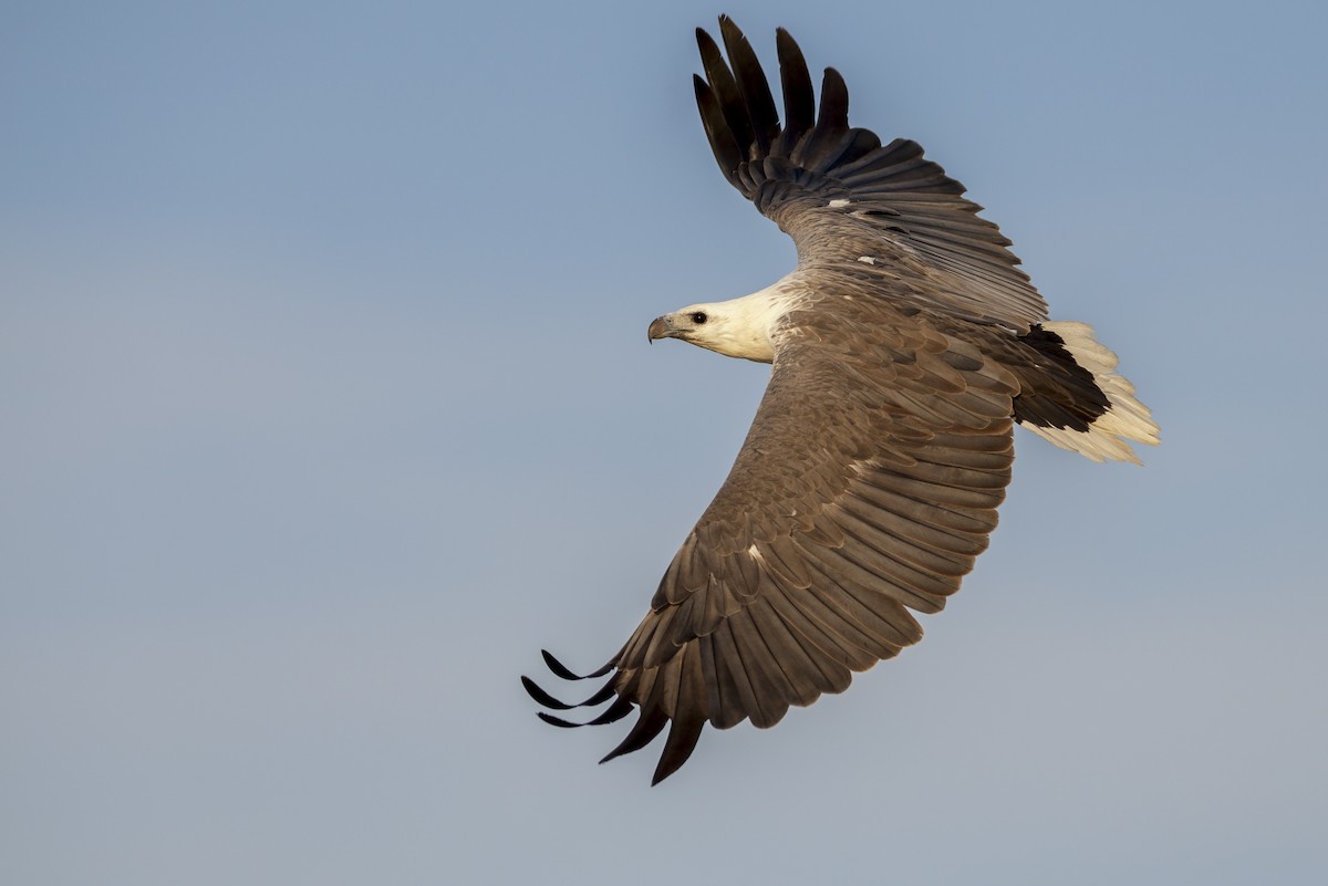 White-bellied Sea-Eagle - ML40721321